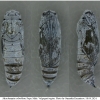 musch cribrellum pupa2 volg12